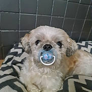 Mikado a rejoint le concours — aidez-le/la à gagner de superbes lots ! adorable, animal, blanket, closeup, comfort, cute, dog, domestic, face, fluffy, funny, indoor, lying_down, pacifier, patterned_blanket, pet, resting, small_dog, tile_wall, white_fur