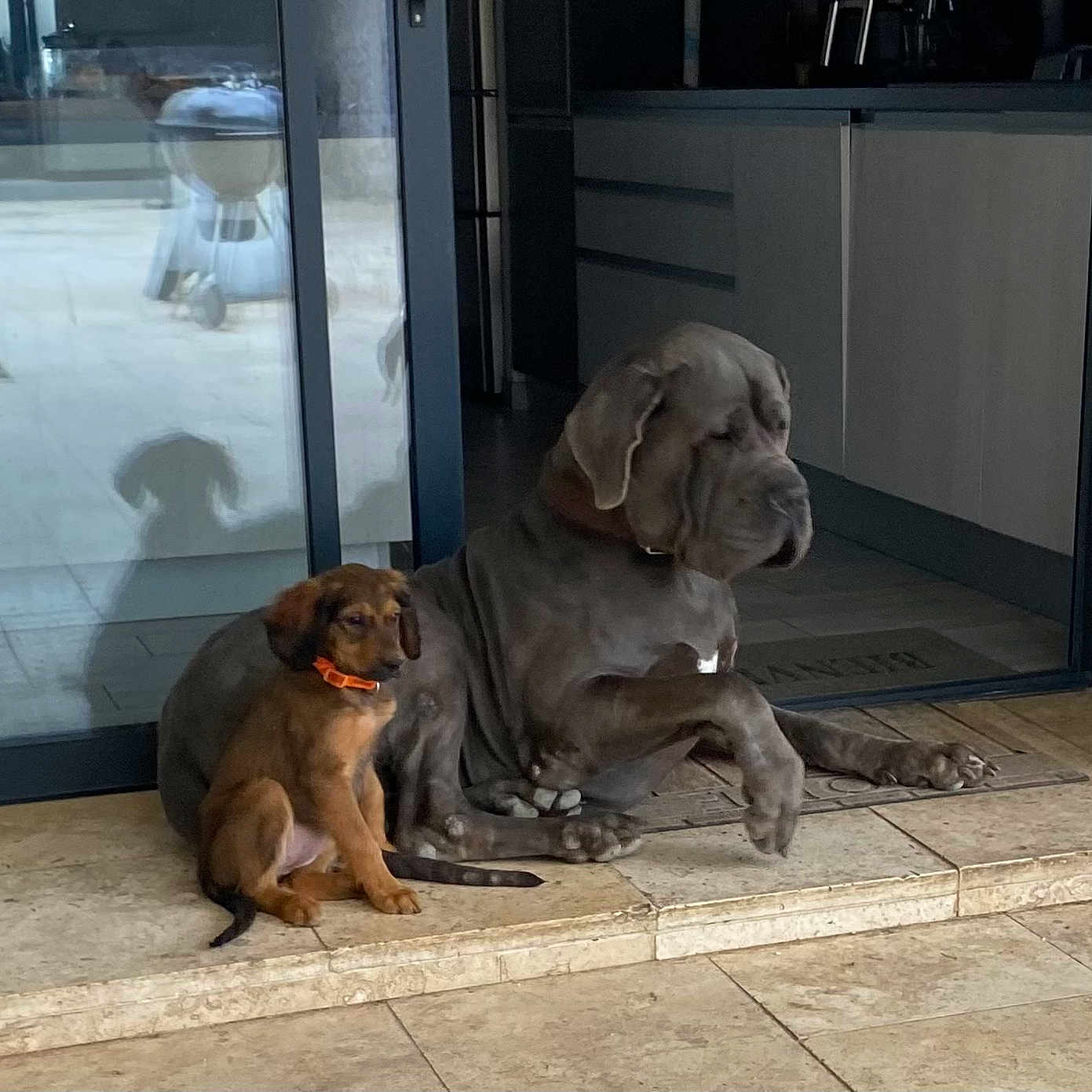 Soko Est Athena participe au concours pour gagner de l'argent avec cette photo : animal, boxer, bulldog, canine, cockerspaniel, dog, door, frenchbulldog, hound, indoors, interiordesign, labradorretriever, person, pet, pitbull, pointer, puppy, slate, sleeping, wood