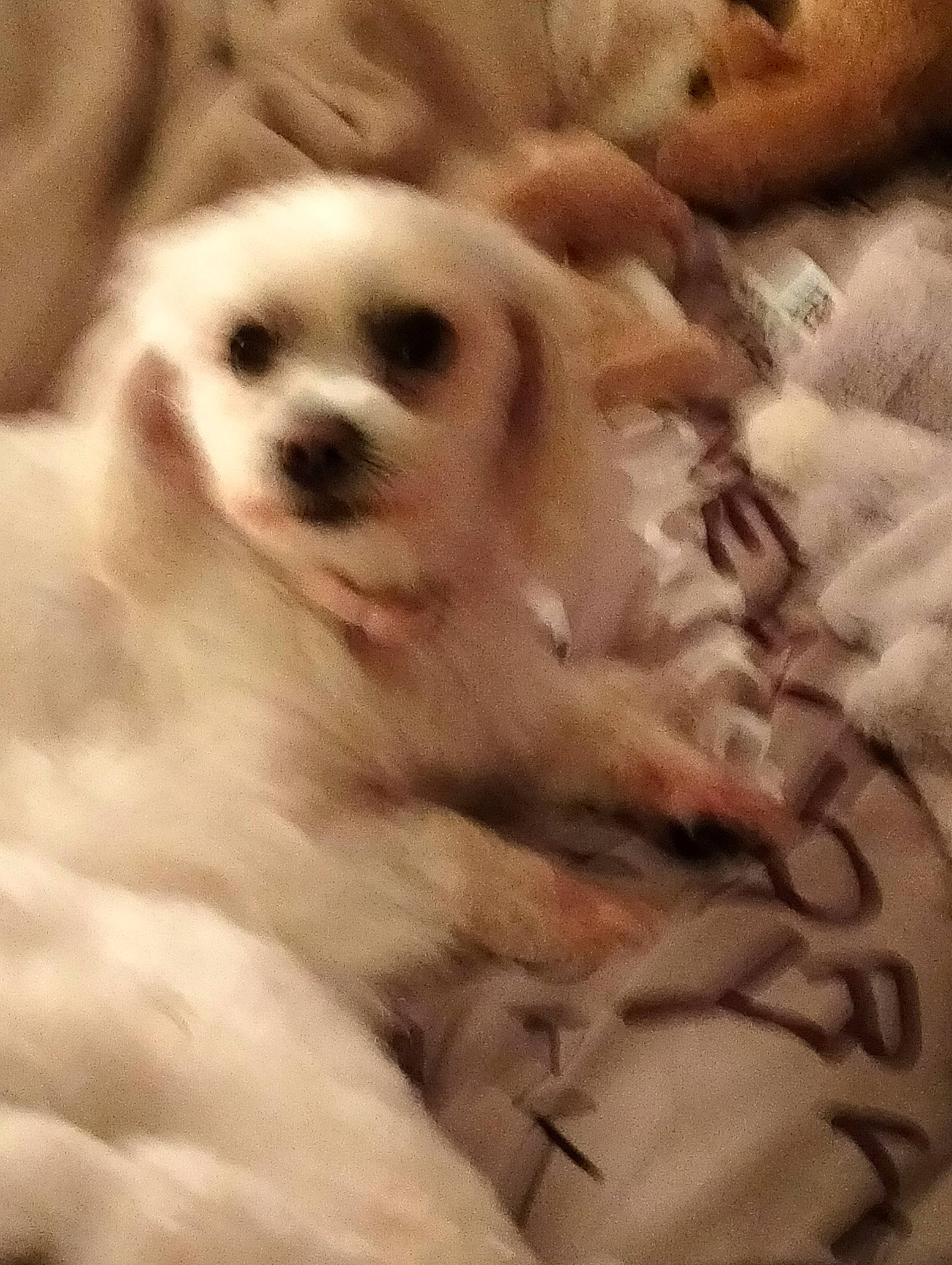 Joyce a rejoint le concours — aidez-le/la à gagner de superbes lots ! canidae, carnivore, comfort, companion_dog, dog, dog_breed, fawn, fur, maltepoo, non_sporting_group, paw, puppy, puppy_love, sporting_group, toy_dog, whiskers, wood, working_animal