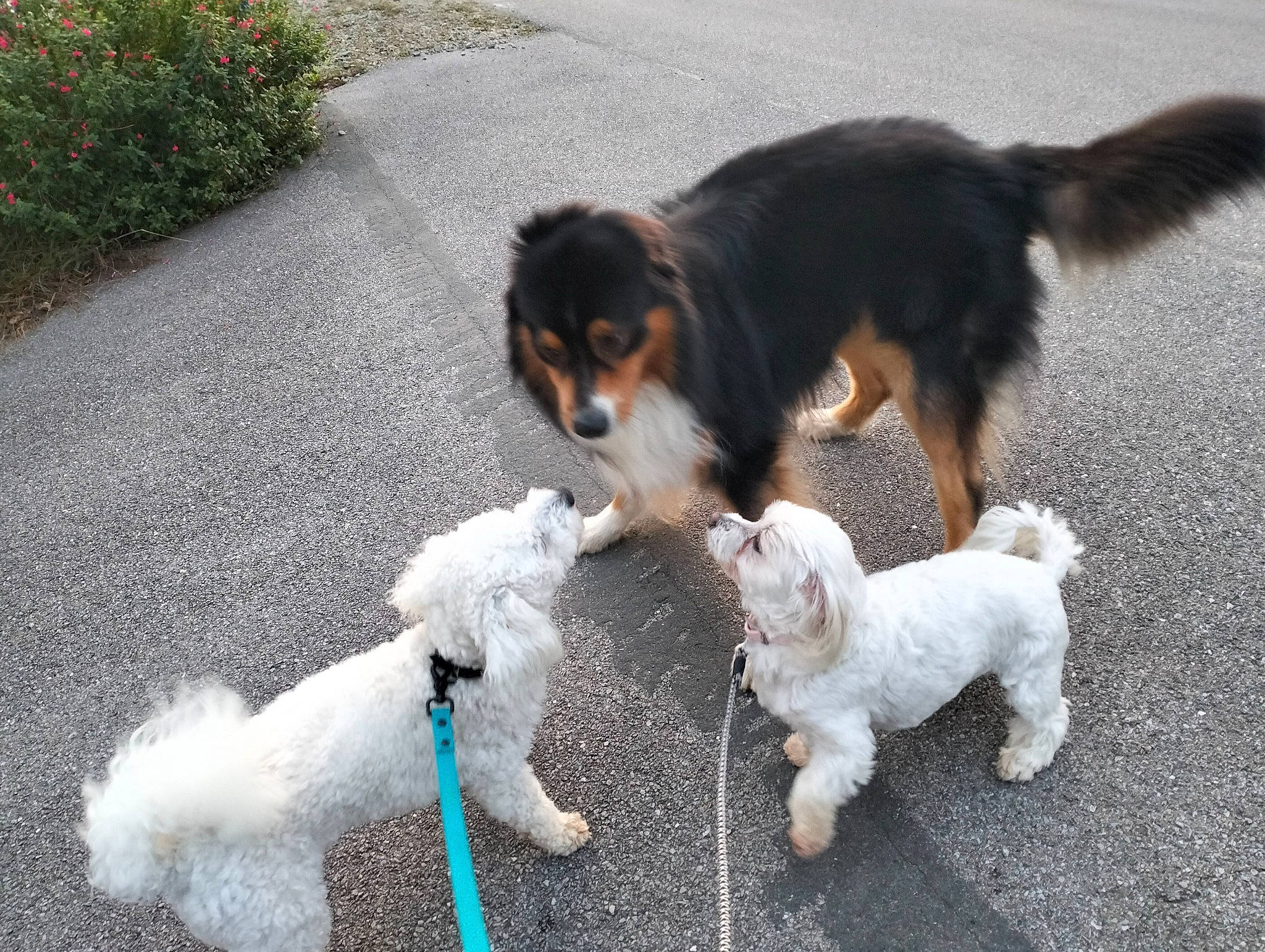 Joyce participe au concours pour gagner de l'argent avec cette photo : canidae, carnivore, collar, companion_dog, dog, dog_breed, dog_collar, dog_supply, fur, grass, leash, plant, small_terrier, snout, sporting_group, tail, terrier, toy_dog, working_animal, working_dog