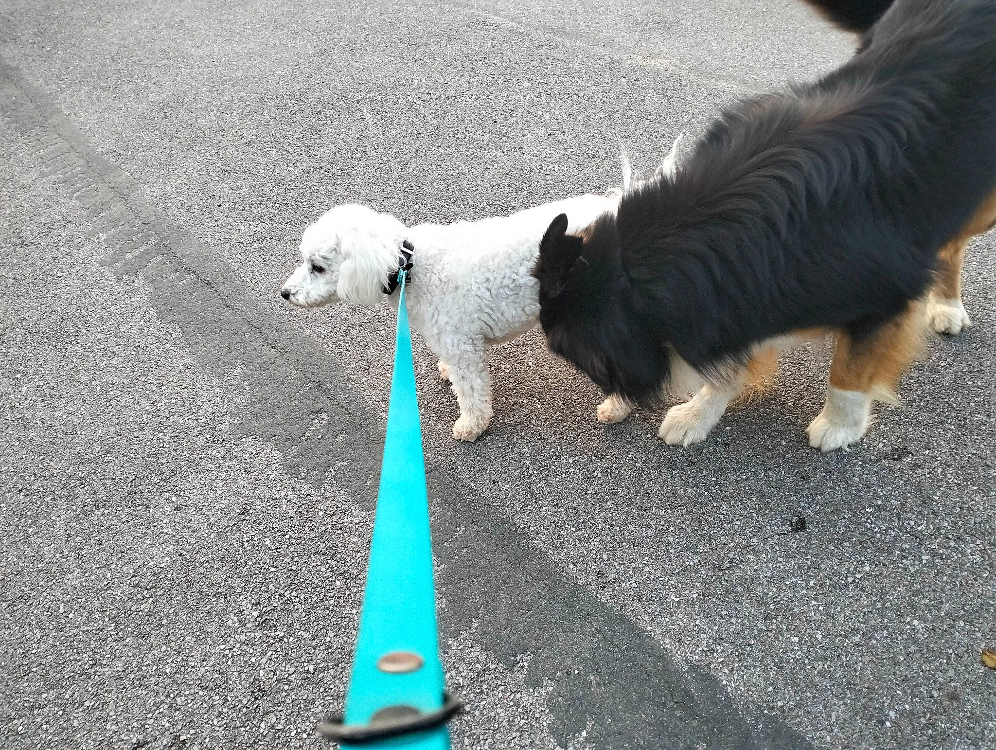 Ulysse participe au concours pour gagner de l'argent avec cette photo : asphalt, canidae, carnivore, companion_dog, dog, dog_breed, dog_collar, electric_blue, grass, leash, pet_supply, road, road_surface, sidewalk, snout, sporting_group, tail, terrier, toy_dog, vertebrate