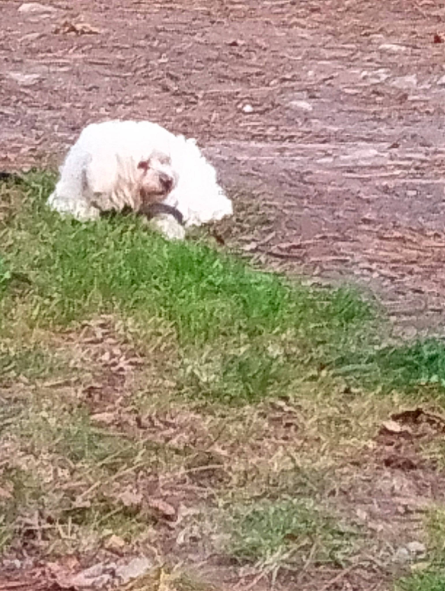 Ulysse participe au concours pour gagner de l'argent avec cette photo : canidae, carnivore, companion_dog, dog, dog_breed, fur, grass, groundcover, labradoodle, non_sporting_group, plant, poodle_crossbreed, puppy, soil, sporting_group, tail, terrestrial_animal, terrier, toy_dog, working_animal