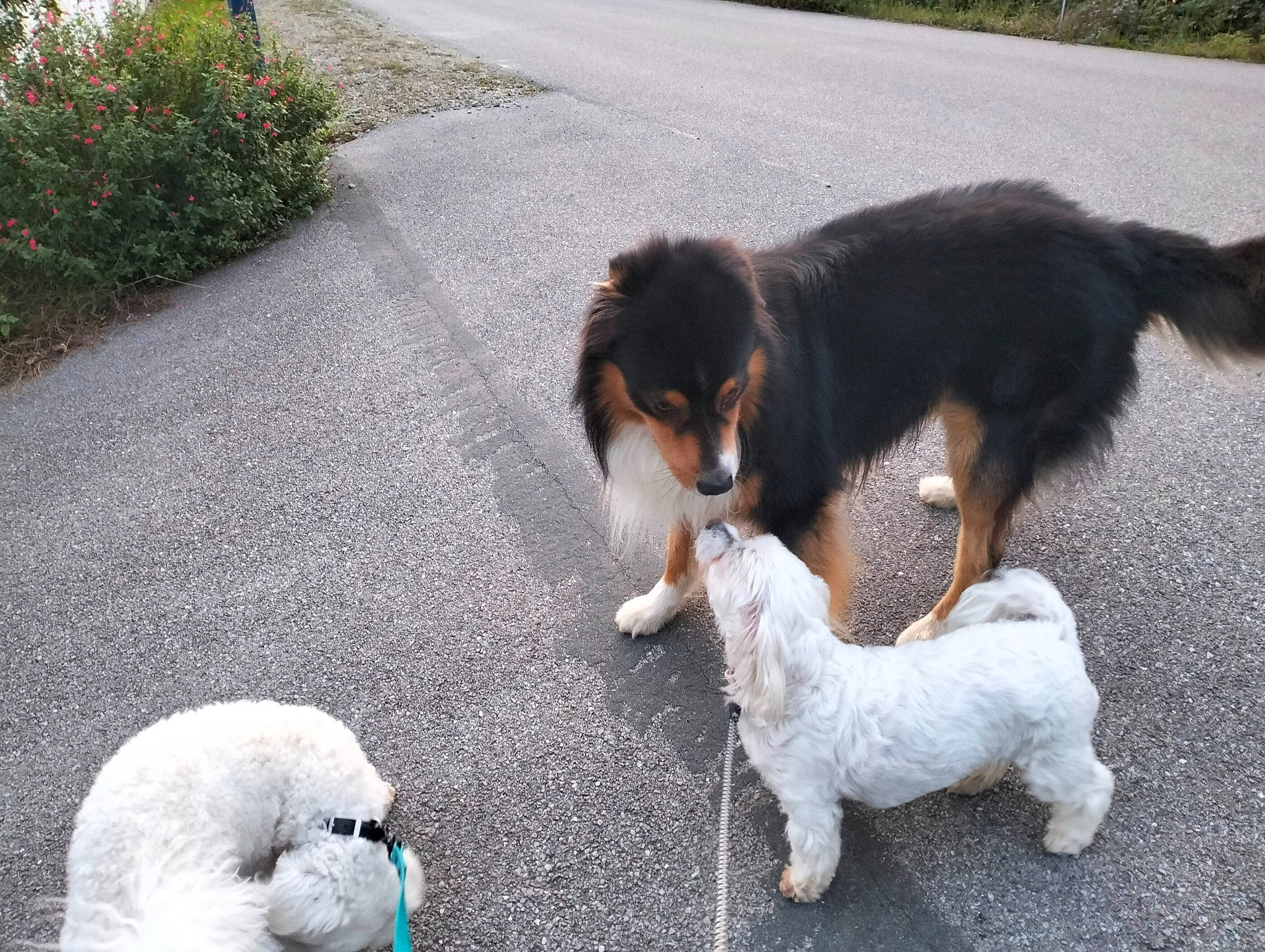 Ulysse participe au concours pour gagner de l'argent avec cette photo : asphalt, canidae, carnivore, companion_dog, dog, dog_breed, fur, grass, mammal, plant, road_surface, snout, sporting_group, tail, terrier, toy, toy_dog, vertebrate, working_animal, working_dog