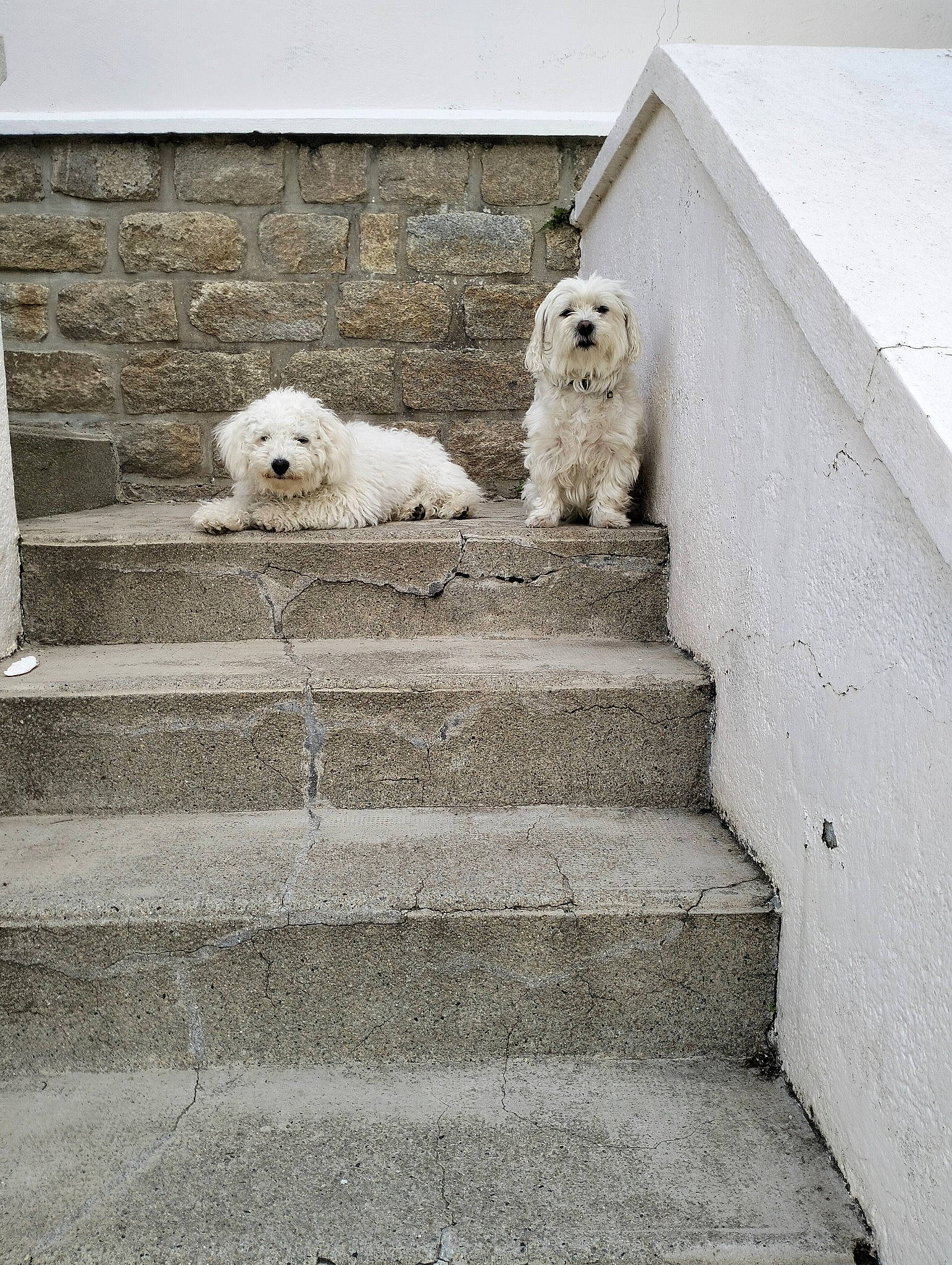 Ulysse participe au concours pour gagner de l'argent avec cette photo : art, canidae, carnivore, companion_dog, concrete, dog, dog_breed, door, monochrome, monochrome_photography, road_surface, sidewalk, snout, sporting_group, stairs, street, toy_dog, winter, wood, working_animal