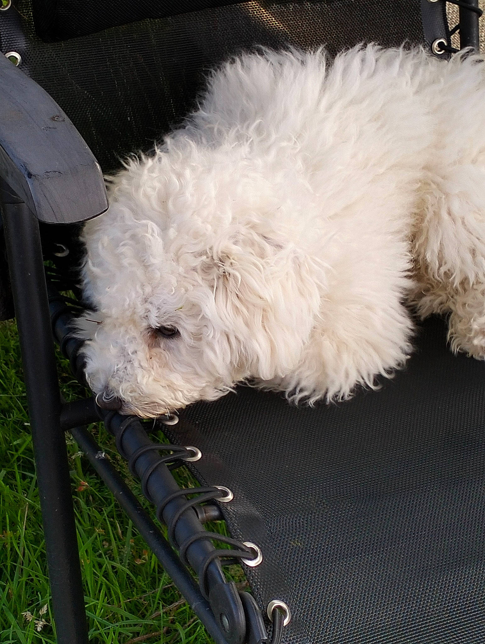 Ulysse a rejoint le concours — aidez-le/la à gagner de superbes lots ! bichon, bolognese, carnivore, cockapoo, companion_dog, dog, dog_breed, fur, labradoodle, non_sporting_group, plant, poodle, poodle_crossbreed, shih_poo, small_terrier, sporting_group, terrier, toy_dog, water_dog, working_animal