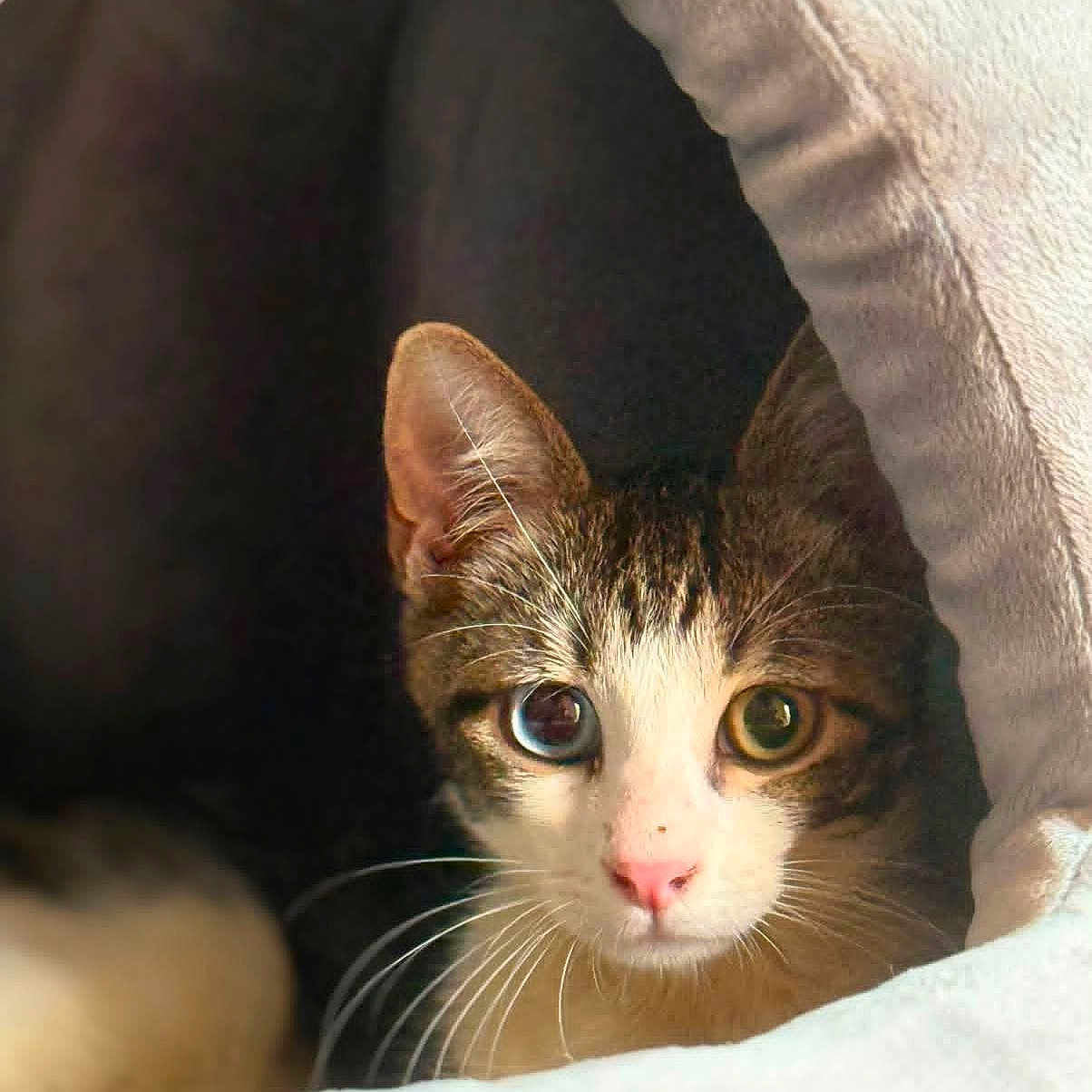 Bianca participe au concours pour gagner de l'argent avec cette photo : cat, heterochromia, pet, animal, feline, whiskers, pink_nose, cute, cozy, cat_cave, soft_texture, indoor, portrait, closeup, eyes, curious, brown_tabby, white_fur, relaxed, fur