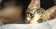 Bianca participe au concours pour gagner de l'argent avec cette photo : animal, blanket, blurred_background, cat, closeup, cozy, cute, ears, eyes, face, feline, heterochromia, indoor, pet, relaxed, resting, sleepy, soft, tabby, whiskers
