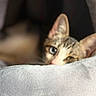 animal, blanket, blurred_background, cat, closeup, cozy, cute, ears, eyes, face, feline, heterochromia, indoor, pet, relaxed, resting, sleepy, soft, tabby, whiskers