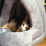 Bianca participe au concours pour gagner de l'argent avec cette photo : cat, pet_bed, cozy, gray, indoor, feline, curious, relaxed, plush, animal, cute, home, soft, resting, whiskers, ears, box, comfortable, closeup, domestic