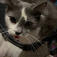 Asher joined the competition — help win amazing prizes! cat, grey_cat, white_cat, pet, close_up, curious, tongue_out, whiskers, animal, feline, indoor, looking_up, shoes, casual, cute, playful, fur, portrait, domestic_cat, mammal