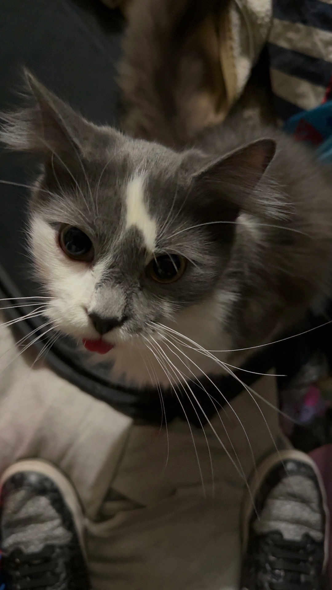 Asher joined the competition — help win amazing prizes! cat, grey_cat, white_cat, pet, close_up, curious, tongue_out, whiskers, animal, feline, indoor, looking_up, shoes, casual, cute, playful, fur, portrait, domestic_cat, mammal