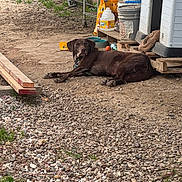 Kona is registered to the contest to win money with this photo: dog, chocolate_lab, gravel, backyard, doghouse, pet, animal, outdoor, resting, brown_dog, collar, container, plastic_bucket, green_grass, wood_planks, dog_toys, shelter, yard, relaxed, fence