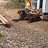 dog, chocolate_lab, gravel, backyard, doghouse, pet, animal, outdoor, resting, brown_dog, collar, container, plastic_bucket, green_grass, wood_planks, dog_toys, shelter, yard, relaxed, fence