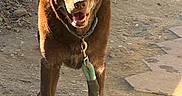 Kona joined the competition — help win amazing prizes! alert, animal, brown_dog, canine, closeup, collar, daylight, dirt, dog, ears, four_legs, gravel, happy, leash, muzzle, nature, outdoor, pet, standing, sunlight