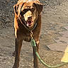 Kona joined the competition — help win amazing prizes! dog, brown_dog, leash, collar, outdoor, gravel, dirt, sunlight, pet, animal, canine, standing, happy, alert, closeup, daylight, muzzle, ears, four_legs, nature