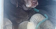 Kona is registered to the contest to win money with this photo: dog, labrador, chocolate, pet, bed, rope_toy, indoor, resting, paws, canine, animal, cute, fur, muzzle, collar, relaxed, looking, quiet, cozy, companion