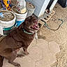 Kona is registered to the contest to win money with this photo: dog, chocolate_labrador, happy, outdoor, dog_house, bucket, collar, stone_tiles, pet, animal, smiling, brown_dog, canine, yard, container, plastic_bottle, ground, pallet, hose, rustic