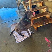 Kona joined the competition — help win amazing prizes! animal, background, building, collar, concrete_floor, daylight, dog, floor, licking, outdoor, paint_splatter, pet, pink_paint, playful, shadow, stairs, texture, towel, wet_dog, wooden_stairs