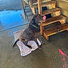 dog, wet_dog, towel, concrete_floor, wooden_stairs, paint_splatter, pink_paint, outdoor, playful, licking, animal, pet, collar, shadow, daylight, texture, floor, stairs, background, building