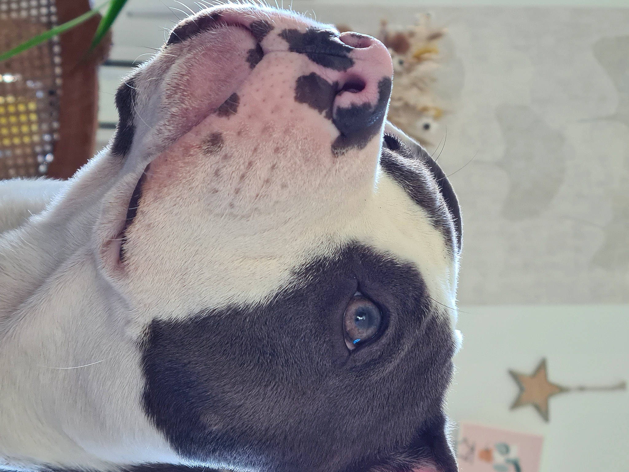 Roma participe au concours pour gagner de l'argent avec cette photo : bird, carnivore, close_up, dog_breed, fawn, fence, flightless_bird, fur, head, jaw, marine_mammal, mesh, penguin, snout, terrestrial_animal, toy, whiskers, wildlife