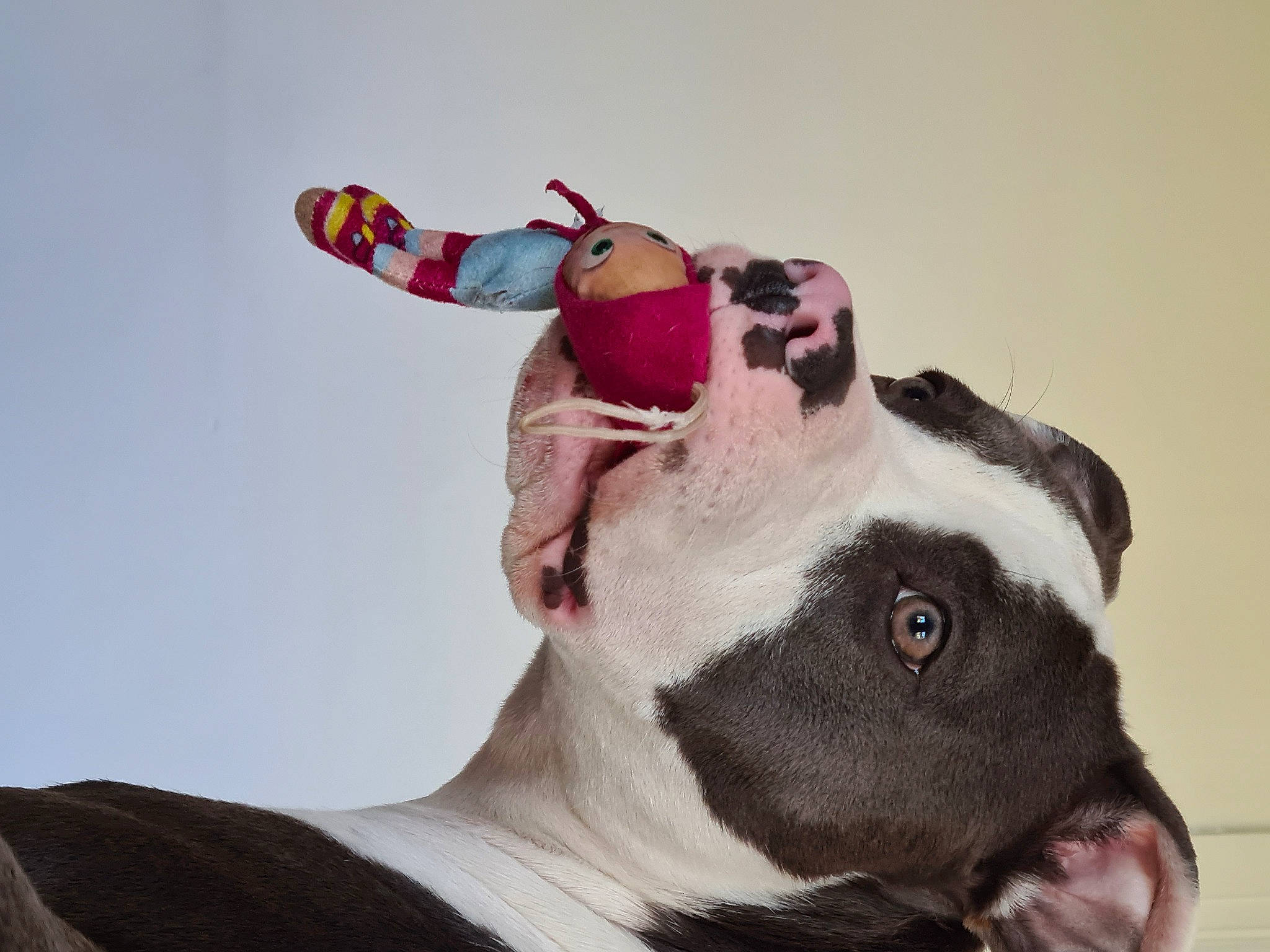 Roma a rejoint le concours — aidez-le/la à gagner de superbes lots ! bull_terrier, canidae, carnivore, collar, comfort, companion_dog, dog, dog_breed, fashion_accessory, fawn, foot, fur, gesture, human_leg, snout, sporting_group, tail, terrestrial_animal, whiskers, working_animal