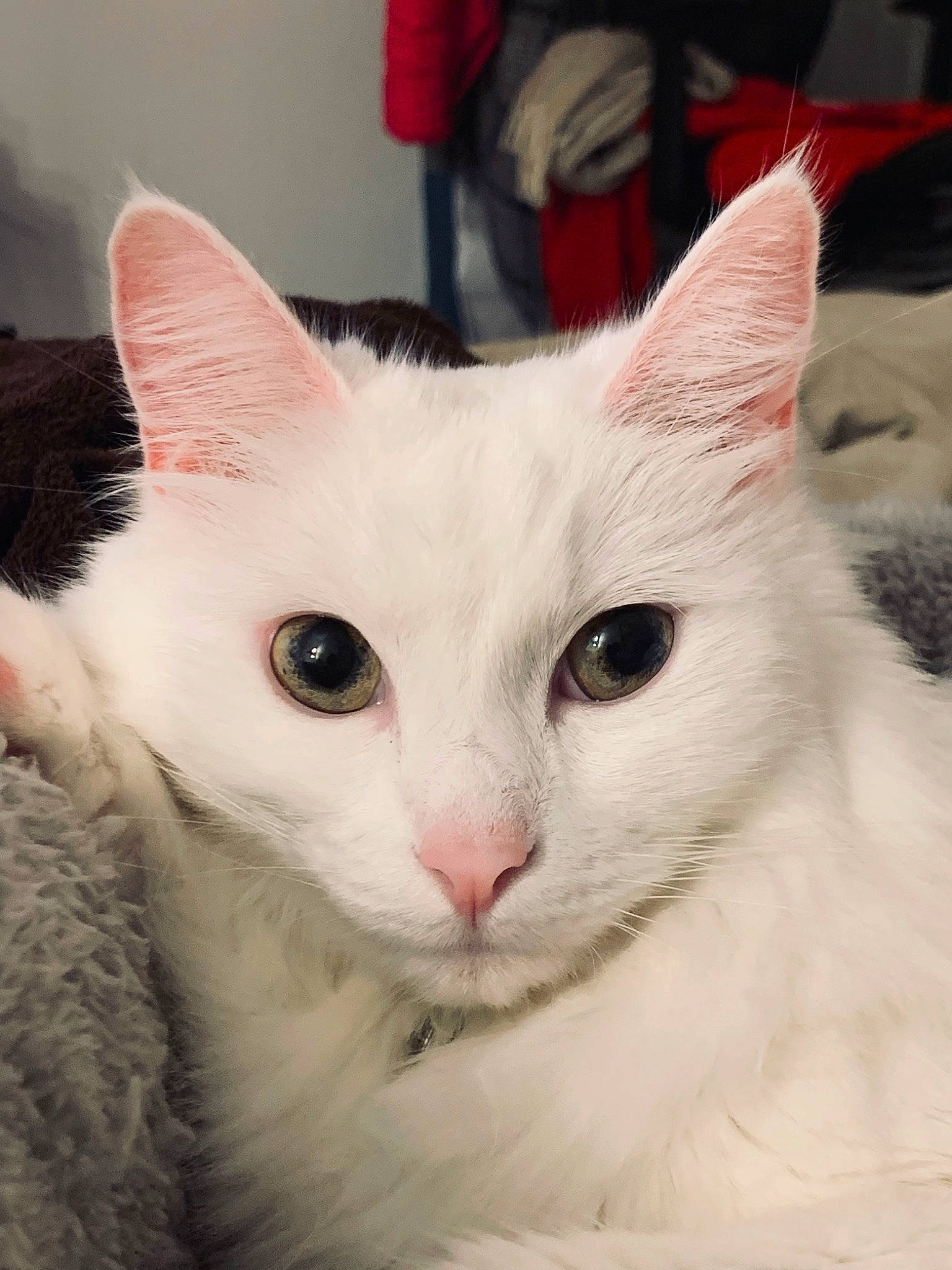 Olly a rejoint le concours — aidez-le/la à gagner de superbes lots ! carnivore, cat, comfort, domestic_short_haired_cat, felidae, fur, iris, luggage_and_bags, small_to_medium_sized_cats, snout, whiskers, window