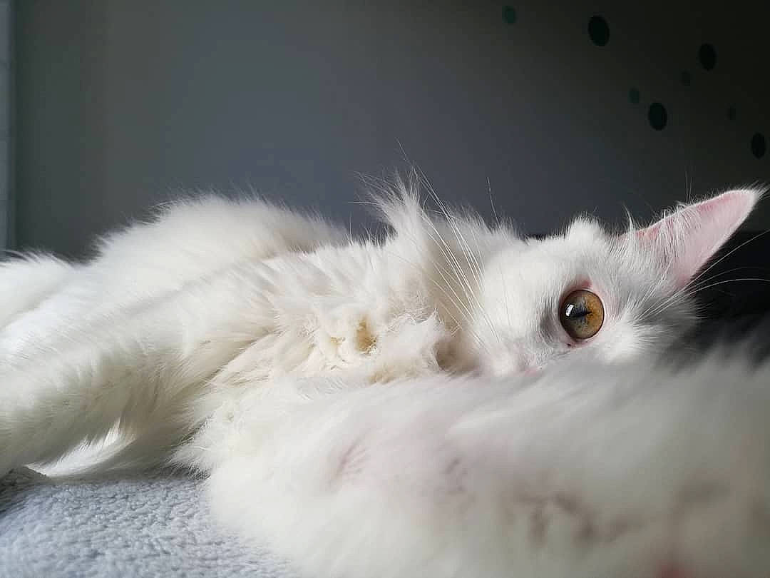 Olly a rejoint le concours — aidez-le/la à gagner de superbes lots ! carnivore, cat, claw, domestic_short_haired_cat, ear, eye, feather, felidae, fur, head, iris, macro_photography, paw, ragdoll, small_to_medium_sized_cats, snout, tail, whiskers