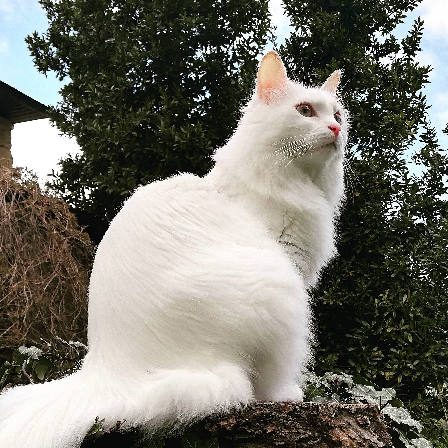 Olly participe au concours pour gagner de l'argent avec cette photo : carnivore, cat, felidae, fur, grass, plant, sitting, small_to_medium_sized_cats, snout, tail, terrestrial_animal, tree, twig, whiskers