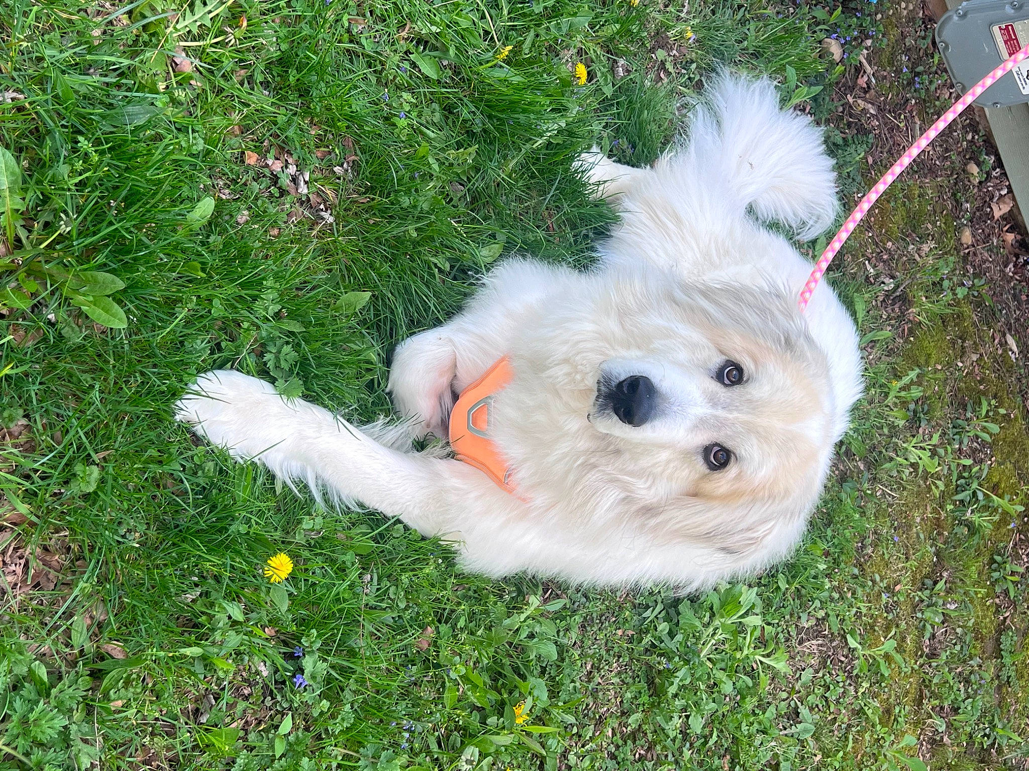 Loki is registered to the contest to win money with this photo: ball, canidae, carnivore, companion_dog, dog, dog_breed, dog_clothes, fur, grass, labradoodle, maltepoo, non_sporting_group, plant, small_terrier, sporting_group, stuffed_toy, terrier, toy, toy_dog