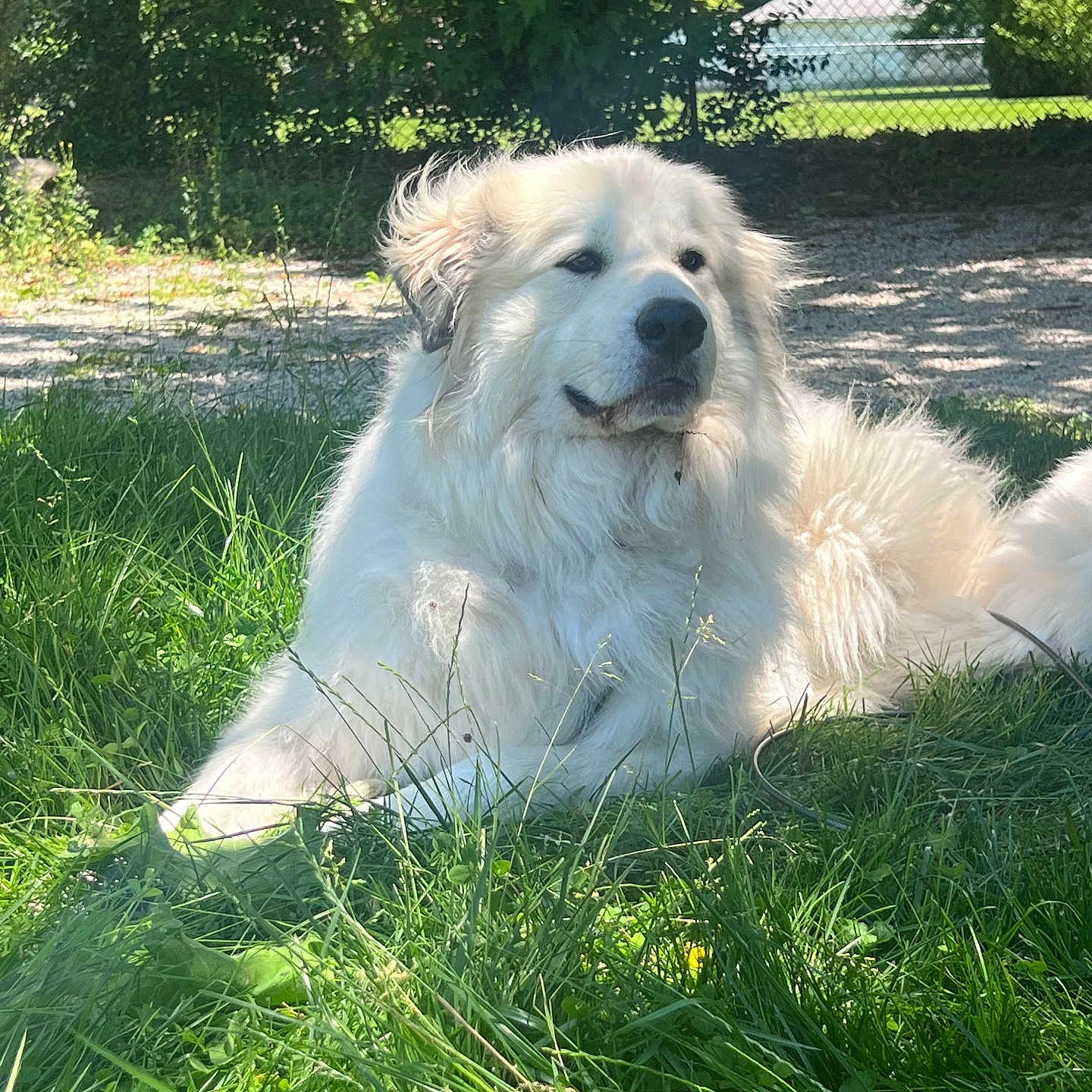Napoleon joined the competition — help win amazing prizes! animal, architecture, building, canine, dog, grass, green, grove, land, nature, outdoors, park, pet, plant, puppy, shelter, tree, vegetation, whitedog, woodland