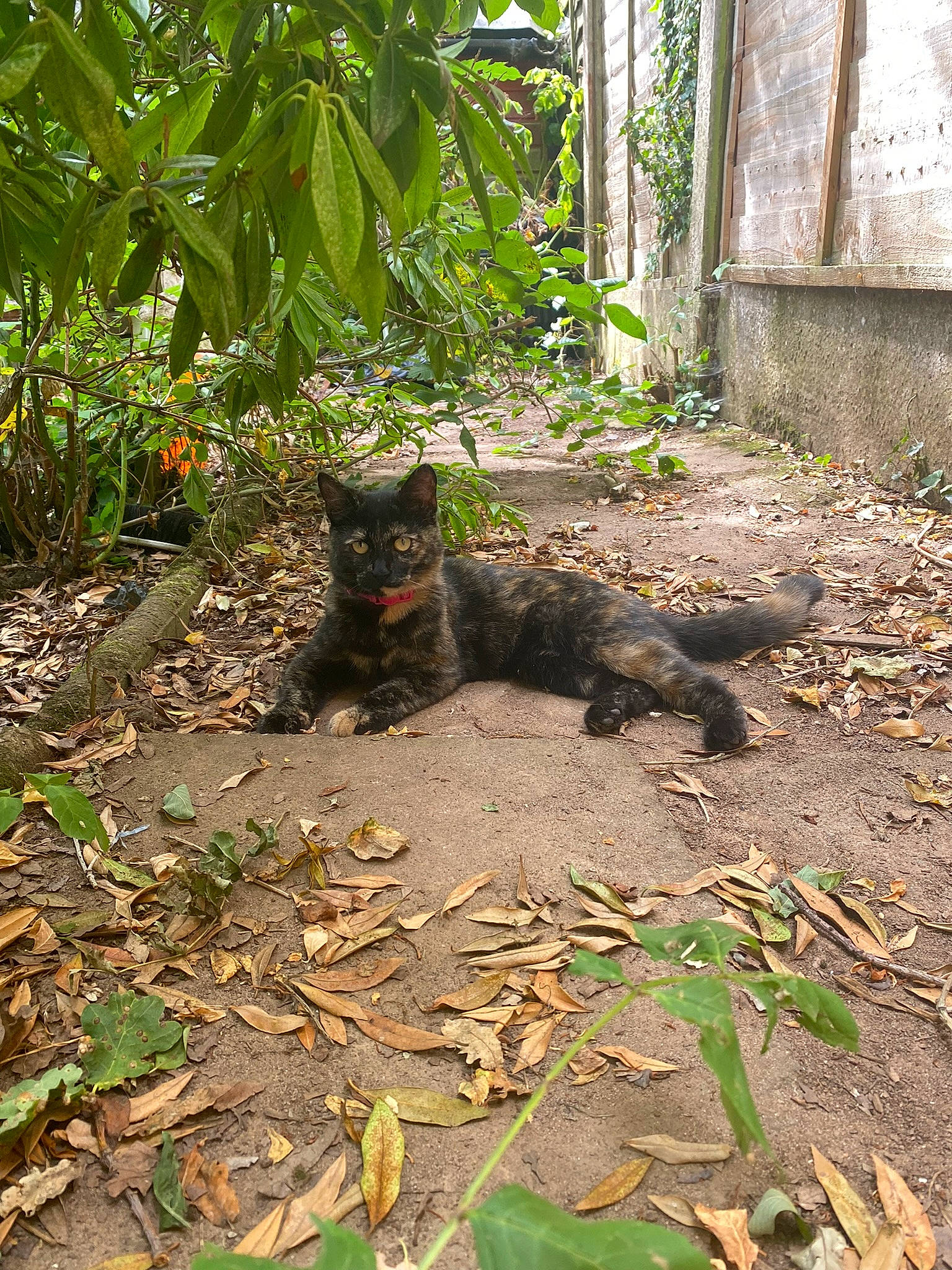 Bagheera is registered to the contest to win money with this photo: carnivore, cat, domestic_short_haired_cat, felidae, grass, groundcover, mammal, plant, small_to_medium_sized_cats, snout, soil, tail, terrestrial_animal, terrestrial_plant, tree, trunk, vertebrate, whiskers, wildlife, wood