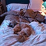 Cimba participe au concours pour gagner de l'argent avec cette photo : animal, bed, blanket, brown, canine, comfort, cozy, cute, dog, fur, furniture, household, indoor, pet, pillow, relaxation, resting, sleeping, soft, warm