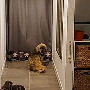 Cimba participe au concours pour gagner de l'argent avec cette photo : animal, basket, brown_dog, cozy, curtain, curtains, decor, dog, firewood, floor, floor_tiles, furniture, hallway, home_interior, indoor, looking_back, pet, storage, tile, woven_basket