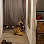 animal, basket, brown_dog, cozy, curtain, curtains, decor, dog, firewood, floor, floor_tiles, furniture, hallway, home_interior, indoor, looking_back, pet, storage, tile, woven_basket