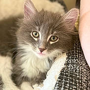 Kolohe is registered to the contest to win money with this photo: kitten, cat, gray_cat, white_fur, fluffy, pet, animal, cute, closeup, indoor, cozy, blanket, resting, young_cat, whiskers, ears, soft, feline, portrait, curious