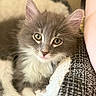 kitten, cat, gray_cat, white_fur, fluffy, pet, animal, cute, closeup, indoor, cozy, blanket, resting, young_cat, whiskers, ears, soft, feline, portrait, curious
