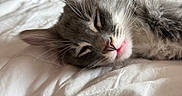 Kolohe is registered to the contest to win money with this photo: cat, sleeping, close_up, fluffy, gray, white, pink_nose, whiskers, bed, blanket, soft, cozy, indoor, pet, feline, relaxed, cute, resting, animal, fur