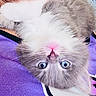 cat, fluffy, gray, white, blue_eyes, pink_nose, whiskers, upside_down, close_up, pet, animal, cute, feline, soft_fur, indoor, relaxed, purple_background, portrait, adorable, cozy