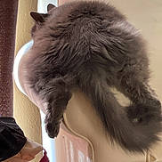 Fumbles joined the competition — help win amazing prizes! cat, gray_cat, fluffy, furniture, chair, tail, legs, indoor, pet, relaxing, cozy, domestic, animal, home, resting, fur, cute, comfortable, lazy, sprawled