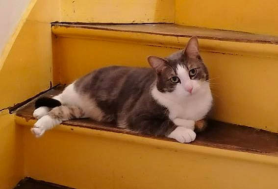 Guizmo a rejoint le concours — aidez-le/la à gagner de superbes lots ! box, carnivore, cat, domestic_short_haired_cat, felidae, fur, hardwood, paw, room, small_to_medium_sized_cats, tail, whiskers, wood