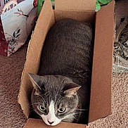 Ash joined the competition — help win amazing prizes! cat, cardboard_box, carpet, gray_cat, white_cat, indoor, pet, animal, curious, snug, box, floor, whiskers, ears, feline, domestic_cat, looking, household, cozy, close_up