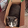 cat, cardboard_box, carpet, gray_cat, white_cat, indoor, pet, animal, curious, snug, box, floor, whiskers, ears, feline, domestic_cat, looking, household, cozy, close_up