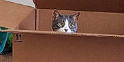 Ash joined the competition — help win amazing prizes! cat, cardboard_box, indoor, curious, peeking, pet, animal, feline, ears, eyes, carpet, wall, electrical_outlet, household, brown, container, box_flap, hiding, cute, domestic