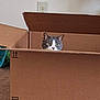 cat, cardboard_box, indoor, curious, peeking, pet, animal, feline, ears, eyes, carpet, wall, electrical_outlet, household, brown, container, box_flap, hiding, cute, domestic
