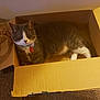 Ash joined the competition — help win amazing prizes! cat, cardboard_box, indoor, pet, feline, animal, grey_cat, white_paws, collar, tag, wicker_basket, carpet, relaxed, sitting, looking, box, home, domestic, fur, whiskers