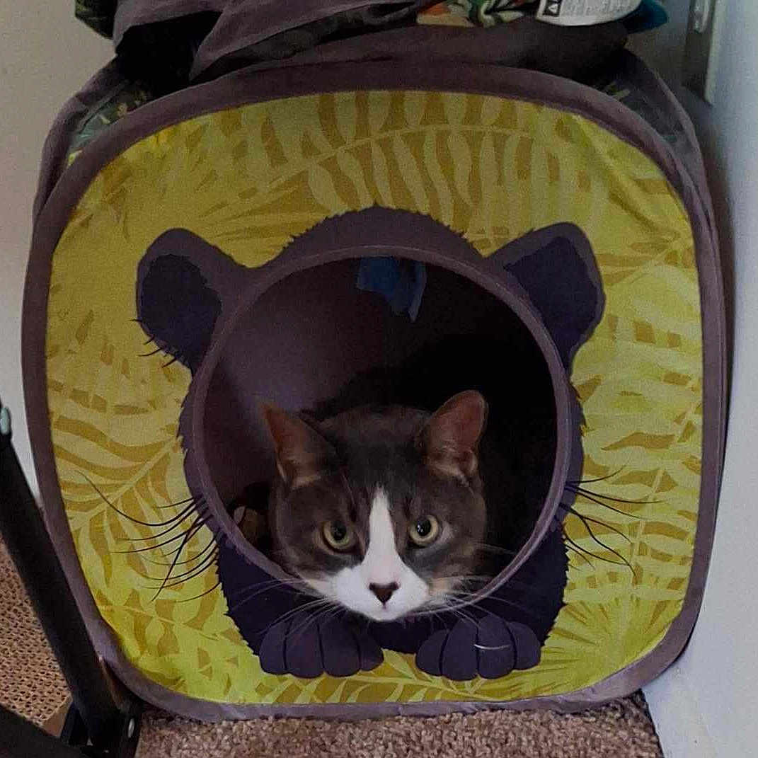 Ash joined the competition — help win amazing prizes! animal, carpet, cat, cat_house, cozy, cubical, curious, cute, decor, ears, fabric, face, feline, home, indoor, paw_prints, pet, pet_accessory, resting, whiskers