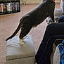 Ash is registered to the contest to win money with this photo: cat, ottoman, couch, carpet, living_room, shelf, dvds, curious, stretching, red_collar, pet, indoor, furniture, person_partial, hand, cozy, home, gray_cat, white_paws, reaching