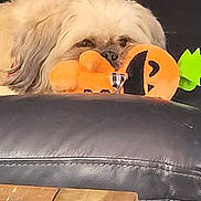 Jack is registered to the contest to win money with this photo: dog, plush_toy, couch, leather, wooden_table, pet, indoor, resting, cozy, fur, snuggling, animal, sleepy, orange_toy, black_couch, relaxation, home, comfort, closeup, furniture