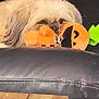 dog, plush_toy, couch, leather, wooden_table, pet, indoor, resting, cozy, fur, snuggling, animal, sleepy, orange_toy, black_couch, relaxation, home, comfort, closeup, furniture