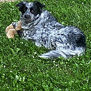 Deamon is registered to the contest to win money with this photo: dog, grass, outdoor, toy, plush_toy, black_and_white, speckled, lying_down, pet, nature, greenery, relaxed, animal, fur, paws, pathway, summer, daylight, canine, resting